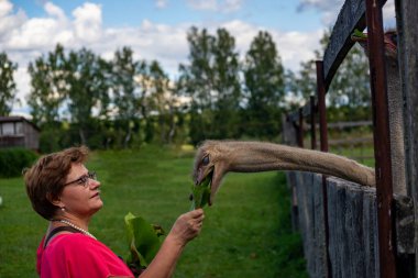 Kadın devekuşunu yeşil yapraklarla besliyor..
