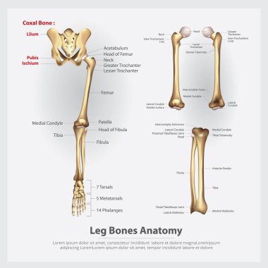 İnsan Anatomisi Bacak Vektör İllüstrasyonu