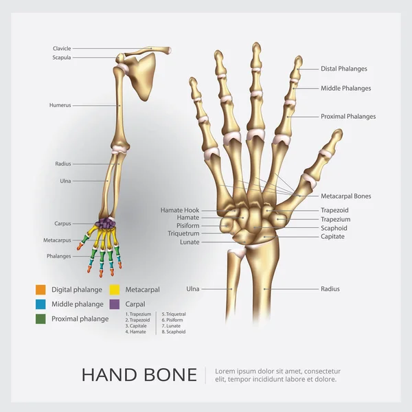 人体臂部及手部骨向量图解 — 图库矢量图片