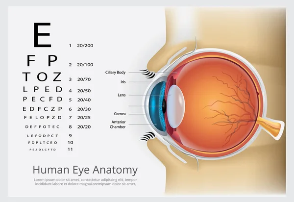 Human Eye Anatomy Vector Illustration — Stock Vector