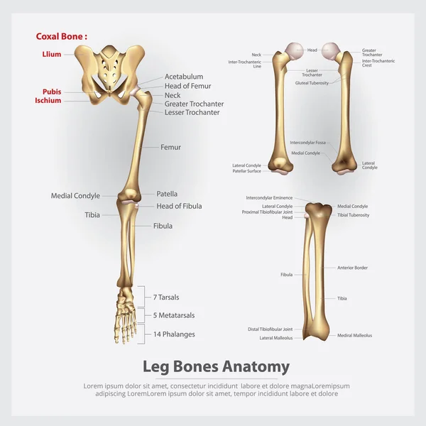 Ilustración Vectorial Huesos Pierna Anatomía Humana — Vector de stock