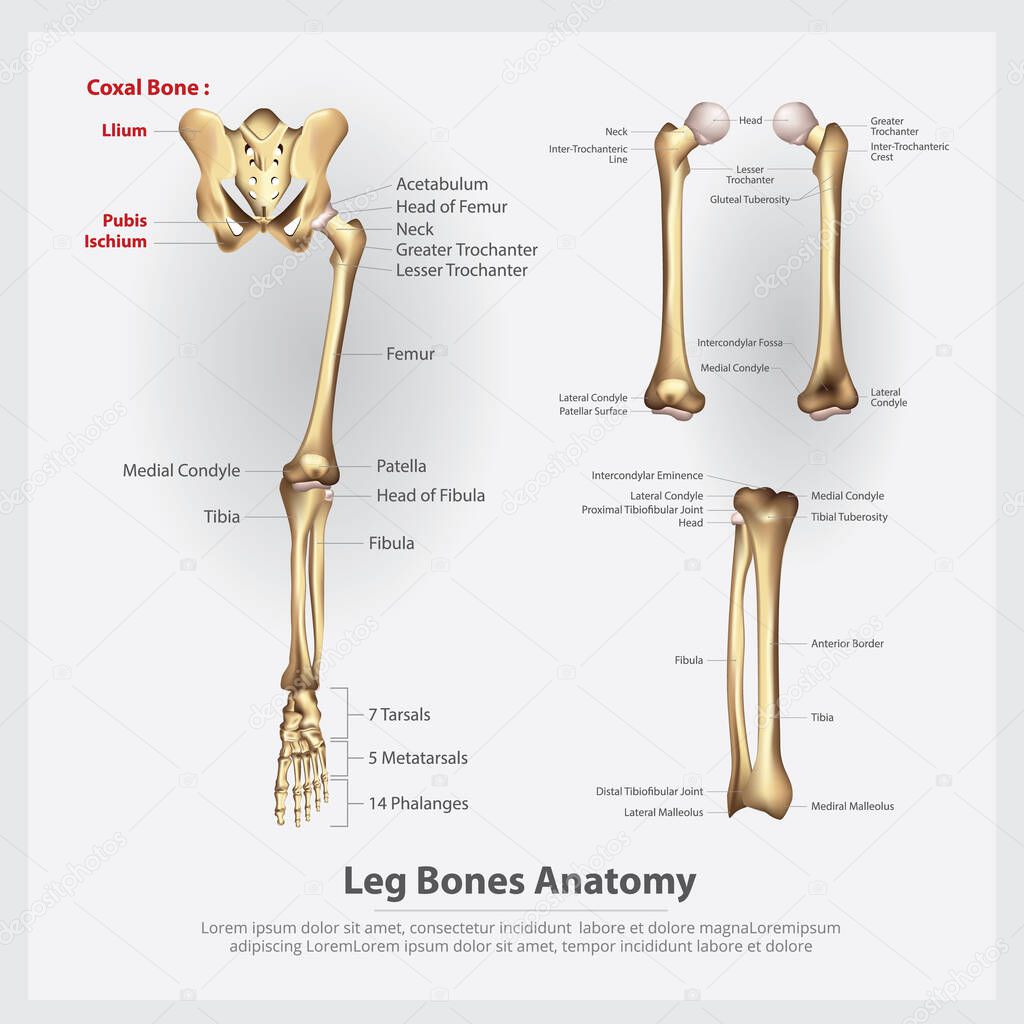 Human Anatomy Leg Bones Vector Illustration