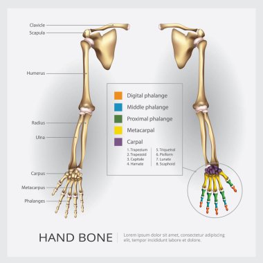 Arm and Hand Bone Vector Illustration clipart