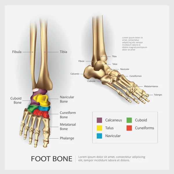 Ayak Kemiği Anatomi Vektörü Llüstrasyonu — Stok Vektör