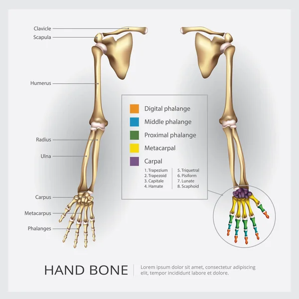 臂和手骨向量图解 — 图库矢量图片
