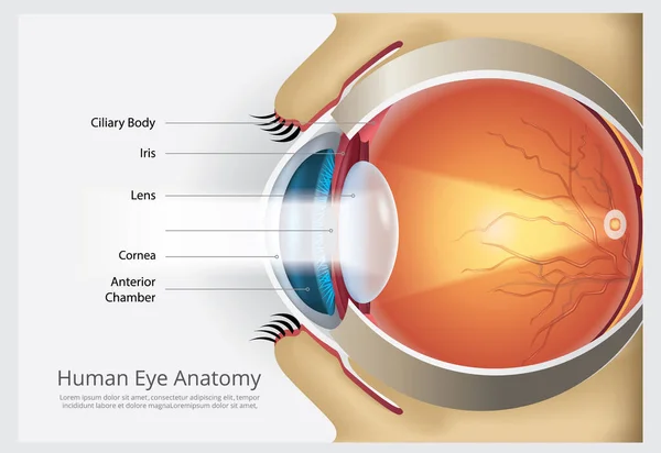 Human Eye Anatomy Vector Illustration — Stock Vector