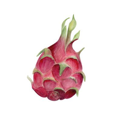 Bright pink dragon fruit hand-painted watercolor illustration isolated on white background. Perfect for tropical food design, packaging, healthy lifestyle projects, organic branding, kitchen decor.