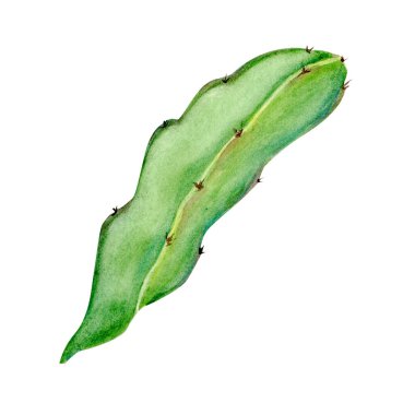 Dragon fruit cactus leaf watercolor illustration isolated on white background. Hand-painted tropical plant, perfect for botanical compositions, exotic fruit designs, eco packaging, natural branding.