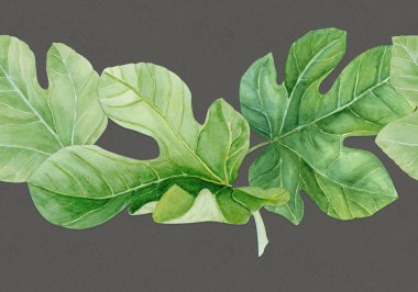 Fig leaf, detailed green texture watercolor seamless border isolated on gray. Hand-painted botanical clipart for organic design, food packaging, eco branding, seasonal decor, healthy lifestyle