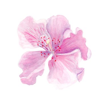 Sakura blossom delicate watercolor illustration isolated on white. Hand drawn clip art with soft petals and gentle color gradients are perfect for spring patterns, wedding decor, greeting cards, and