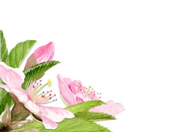 Pink sakura flowers, green leaves watercolor corner composition isolated on white. Spring floral design perfect for invitations, cards, packaging, Japanese themes, botanical backgrounds in pastel