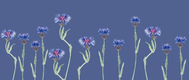 Blooming knapweed flowers in vivid blue and purple shades. Seamless watercolor border on blue background, perfect for botanical patterns, invitations, packaging, and rustic summer designs.