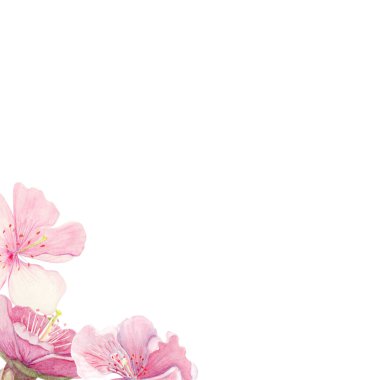 Pink sakura flowers, green leaves watercolor corner composition isolated on white. Spring floral design perfect for invitations, cards, packaging, Japanese themes, botanical backgrounds in pastel