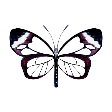Elegant butterfly with transparent wings, black and violet details. Hand-painted watercolor illustration isolated on white. Perfect for nature designs, stationery, patterns, and botanical projects.