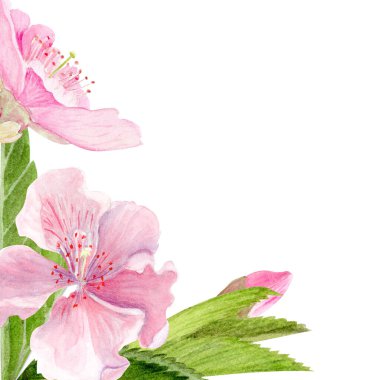 Pink sakura flowers, green leaves watercolor corner composition isolated on white. Spring floral design perfect for invitations, cards, packaging, Japanese themes, botanical backgrounds in pastel