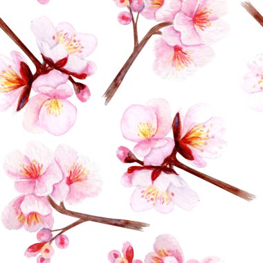 Narin pembe yapraklı, dikişsiz kiraz çiçeği dalı. El boyası suluboya klip sanatı beyaza izole edilmiş, bahar dekorasyonu, düğün davetiyeleri, Asya tasarımı veya çiçek projeleri için mükemmel..