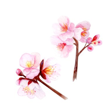 Kiraz çiçeği dalı seti, narin pembe yapraklar ve yumuşak gradyanlar. El boyası suluboya klip sanatı beyaza izole edilmiş, bahar dekorasyonu, düğün davetiyeleri, Asya tasarımı veya çiçek projeleri için mükemmel..