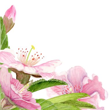 Pink sakura flowers, green leaves watercolor corner composition isolated on white. Spring floral design perfect for invitations, cards, packaging, Japanese themes, botanical backgrounds in pastel