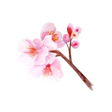 Narin pembe yaprakları ve yumuşak eğimleri olan kiraz ağacı dalı. El boyası suluboya klip sanatı beyaza izole edilmiş, bahar dekorasyonu, düğün davetiyeleri, Asya tasarımı veya çiçek projeleri için mükemmel..