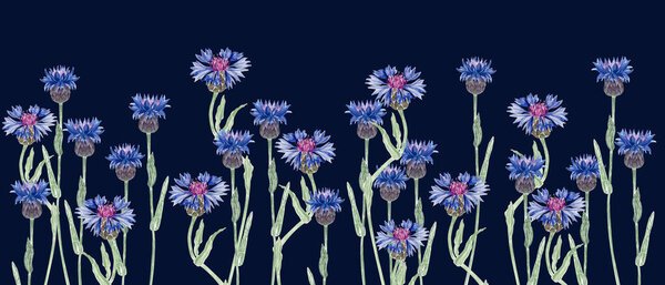 Цветущие цветущие сорняки в ярко-синих и фиолетовых оттенках. Бесшовная граница акварелью изолированы на черном фоне, идеально подходит для ботанических моделей, приглашения, упаковки и деревенский летний дизайн.