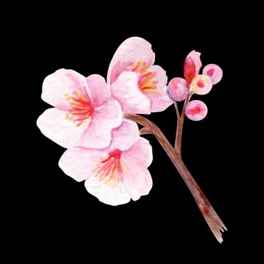 Narin pembe yaprakları ve yumuşak eğimleri olan kiraz ağacı dalı. Elle boyanmış suluboya klip sanatı. Siyah üzerine izole edilmiş. Bahar dekorasyonu, düğün davetiyeleri, Asya tasarımı ya da çiçek projeleri için mükemmel..