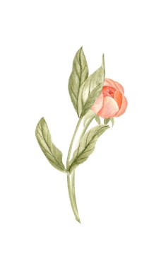 Yumuşak şeftali renginde yaprak ve saplı şakayık tomurcuğu suluboya çizimi. Yüksek detaylarla elle boyanmış, düğün davetiyeleri için mükemmel markalaşma, paketleme, kumaş tasarım kartları. Mercan cazibesi rengi.