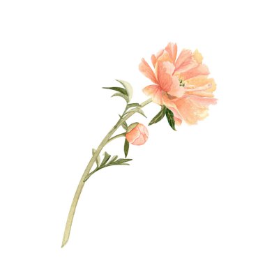 Yumuşak şeftali tonu ve suluboya resimli narin şakayık tomurcuğu. Yüksek detaylarla elle boyanmış, düğün davetiyeleri için mükemmel markalaşma, paketleme, kumaş tasarım kartları. Mercan cazibesi rengi.