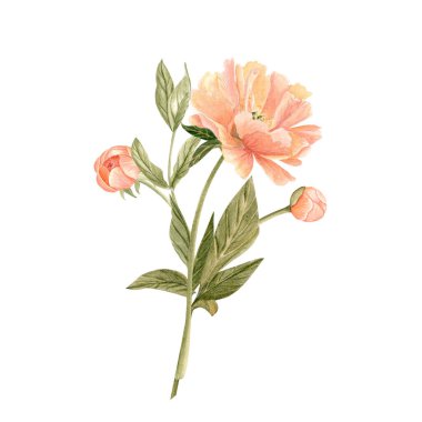 Saplı şakayık çiçekleri ve yumuşak tonlarda tomurcukları olan suluboya çizimleri beyaza izole edilmiş. Düğün davetiyeleri, markalaşma, ambalaj, kumaş tasarım kartları için mükemmel boyanmış. Mercan cazibesi rengi.