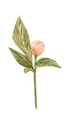 Yumuşak şeftali tonu ve suluboya resimli narin şakayık tomurcuğu. Yüksek detaylarla elle boyanmış, düğün davetiyeleri için mükemmel markalaşma, paketleme, kumaş tasarım kartları. Mercan cazibesi rengi.