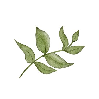 Yumuşak desenli yaprakları beyaz üzerine izole edilmiş yeşil yapraklı suluboya çizimi. Botanik markalaşma, ekolojik ambalaj, düğün kırtasiyesi, bahar dekorasyonu projeleri için el boyaması klip sanatı ideal..
