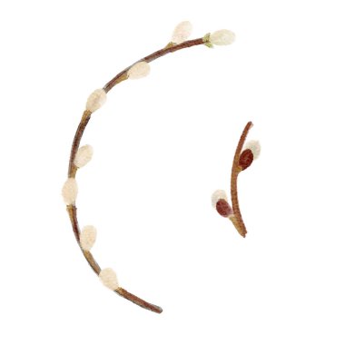 Yumuşak kabarık dallı suluboya çizimler, el boyası ve beyaza izole edilmiş, bahar dekorasyonu için ideal, Paskalya tasarımları, botanik markalar, davetiyeler, kartlar..