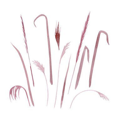 Suluboya deniz çimenleri, birden fazla havadar saplı ve organik şekilli, yumuşak kızarık tonlarda elle boyanmış ve beyaz arka planda izole edilmiş. Kıyı tasarımı için çok yönlü botanik elementler, düğün