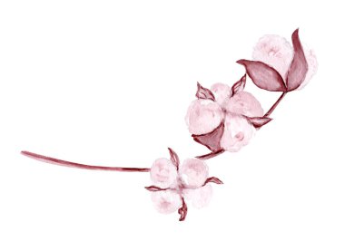 Yumuşak yuvarlak topuzlu ve narin saplı pamuk dalı, sessiz allık tonlarıyla boyanmış ve beyaz arkaplanda izole edilmiş, yüzey desenleri için mükemmel, tekstil tasarımı, ambalajlama, markalaşma