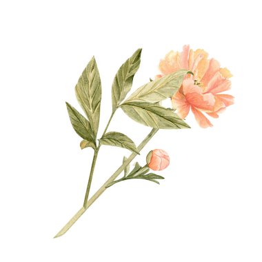 Yumuşak şeftali tonu ve suluboya resimli narin şakayık tomurcuğu. Yüksek detaylarla elle boyanmış, düğün davetiyeleri için mükemmel markalaşma, paketleme, kumaş tasarım kartları. Mercan cazibesi rengi.