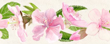 Sakura çiçekleri narin suluboya kenarları yumuşak pembe tonlarda, elle boyanmış doğal botanik tarzında. Düğün davetiyeleri, bahar kartları, ambalaj ve tekstil tasarımı için mükemmel.