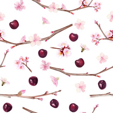Kiraz çiçekleri, dallar, tomurcuklar ve olgun kirazlar ile kusursuz desen, beyaz, botanik bahar tasarımı tekstil, ambalaj, duvar kağıdı ve dekor için elde boyanmış sulu boya çizim.