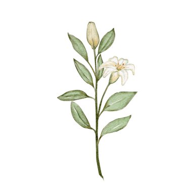 Beyaz zambak çiçeği dalı beyaz arka planda izole edilmiş, el boyalı zarif çiçek tokası marlama, paketleme, davetiyeler, kırtasiye malzemeleri, posterler, modern dekoratif tasarım için mükemmel.