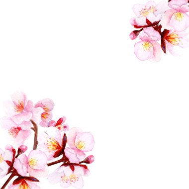 Suluboya kiraz çiçekli köşe çerçevesi, beyaz arka planda zıt köşelere yerleştirilmiş yumuşak pembe sakura çiçekleri. Zarif botanik kompozisyon, kartlar, davetiyeler ve bahar için geniş kopya alanı