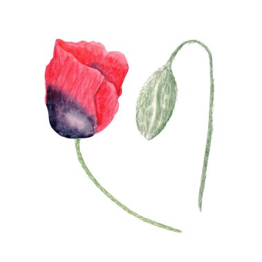 Tomurcuklu ve saplı kırmızı gelincik çiçeği beyaz, elle boyanmış, yumuşak gölgelendirmeli ve doğal dokusuyla botanik illüstrasyon, düğün kırtasiyesi, ambalaj, parmak izi ve çiçek için mükemmel.