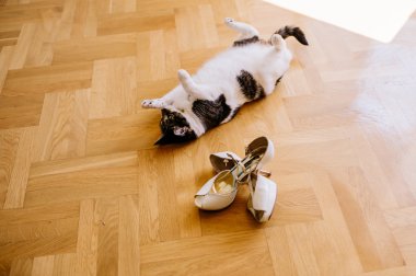 Ayakkabı ile oynayan kedi