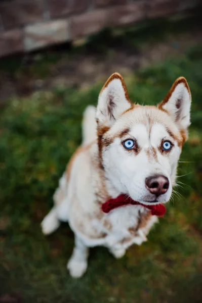 Açık havada oynarken husky köpek yavrusu — Stok fotoğraf