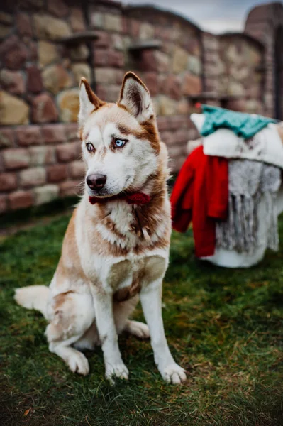 Husky cachorro jugando al aire libre — Foto de Stock