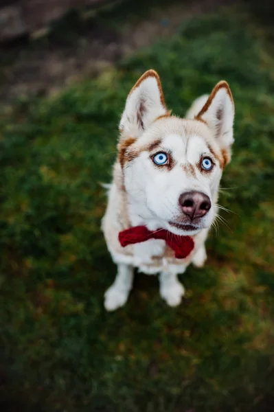 Husky cachorro jugando al aire libre —  Fotos de Stock