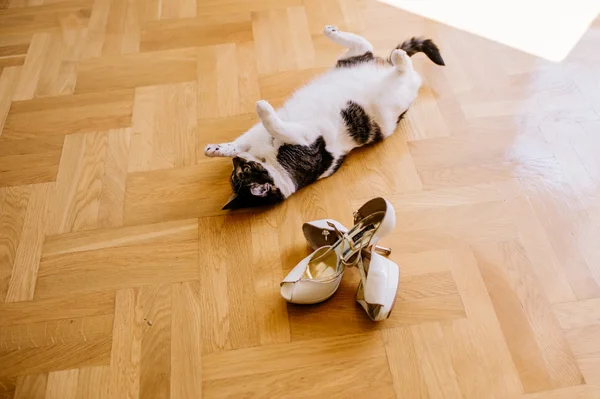 Gato jugando con zapatos —  Fotos de Stock