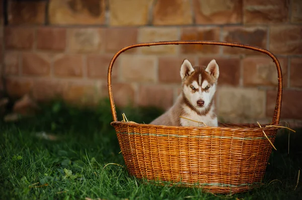 Cagnolino husky in un cesto — Foto Stock