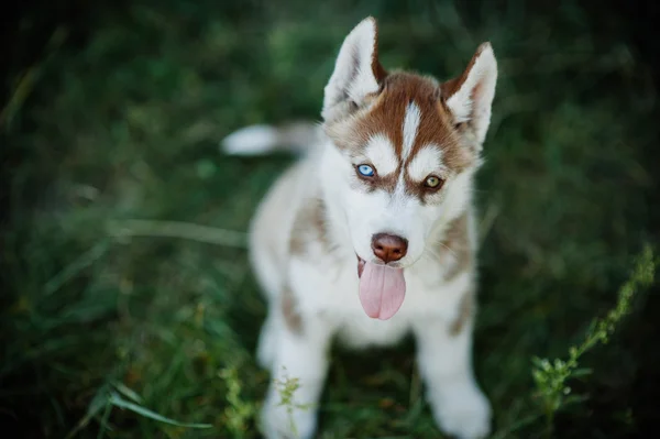 Chiot husky jouant à l'extérieur — Photo