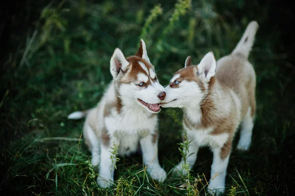 Dva roztomilý malý husky štěňata — Stock fotografie