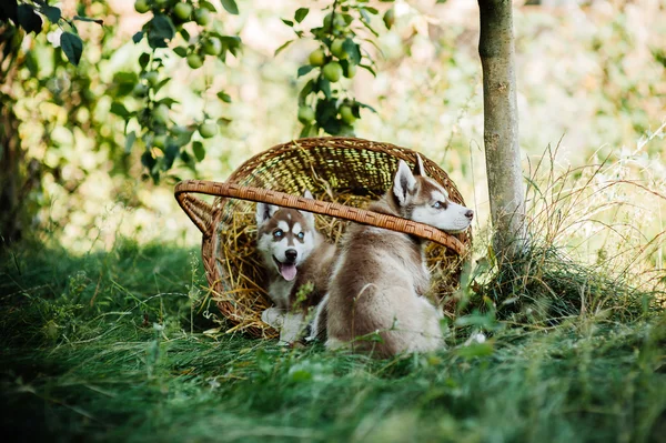 Dwa słodkie szczenięta husky — Zdjęcie stockowe