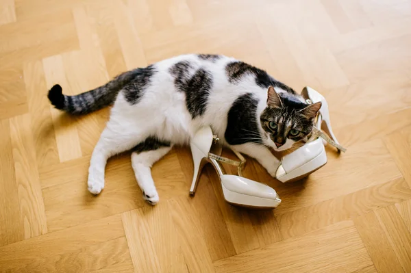 Gato jugando con zapatos —  Fotos de Stock