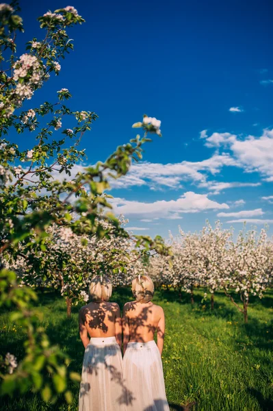 Dos hermanas gemelas en flor de cerezo — Foto de Stock